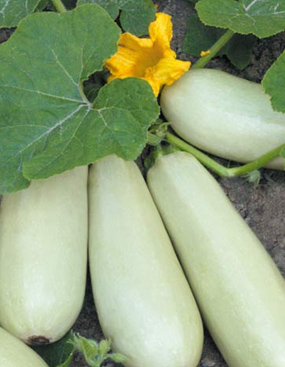 f1_4b37cb0e-2259-4f5f-97f9-b983b7caac07