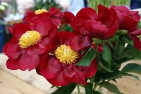 америка америка