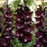 ���� ����