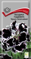 gvozdika_geddeviga_chernaya_s_beloy_kaimoy