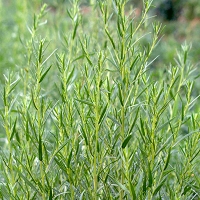 a896d635606d06828ef7b26a5677fd13 a896d635606d06828ef7b26a5677fd13