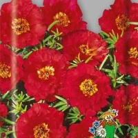 �������� ��������