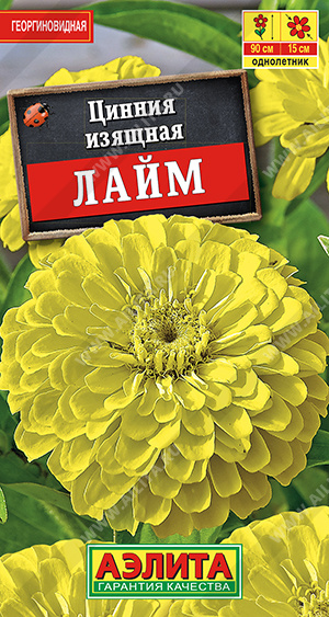 цинния лайм цинния лайм