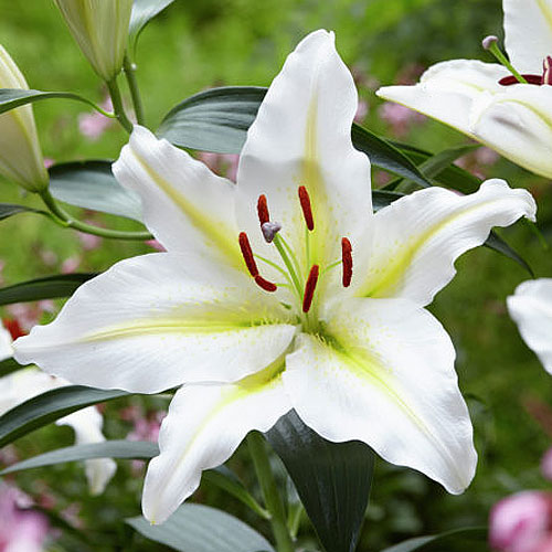 20241_Lilium-Baferrari_visi120851