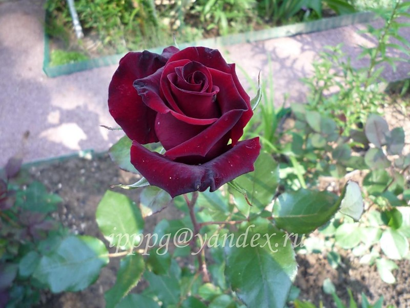 f1_9cd6dfaf-3388-4c85-870a-99f37d09fc37 f1_9cd6dfaf-3388-4c85-870a-99f37d09fc37