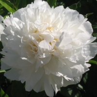 Sha jin guan ding  ������ ��������