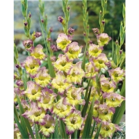 �������00