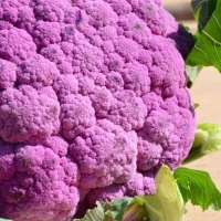 ����� ����������