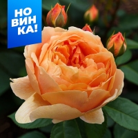 каралуна0 каралуна0