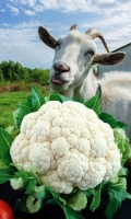 kapusta-cvetnaya-koza-egoza