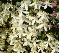 клематис манжурский клематис манжурский