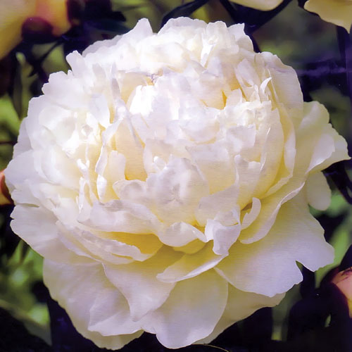 f1_b94ba34e-a07e-4d22-905a-e4c7cd4159ff f1_b94ba34e-a07e-4d22-905a-e4c7cd4159ff