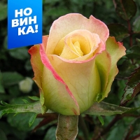 роза виолон роза виолон