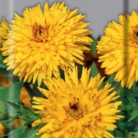 Календула низкорослая Ириска Желтая Календула низкорослая Ириска Желтая