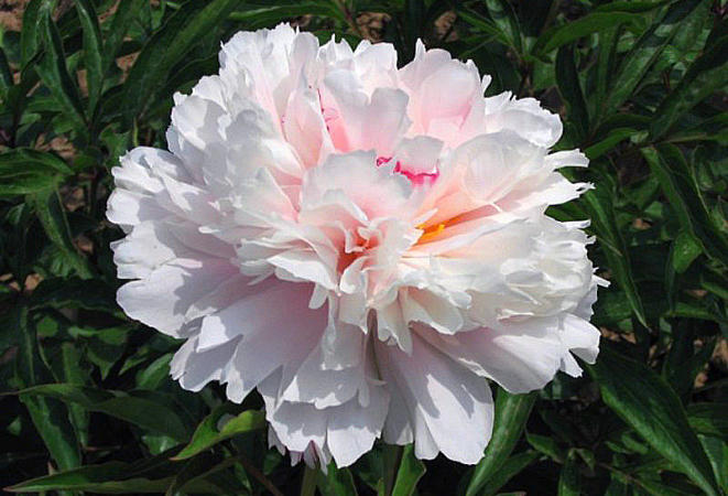 Fen pan cang zhu Жемчужное ожерелье 2 Fen pan cang zhu Жемчужное ожерелье 2