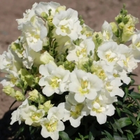 �������������������������������