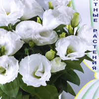 ���� �����