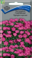gvozdika_pavlinya_purpurno_krasnaya gvozdika_pavlinya_purpurno_krasnaya