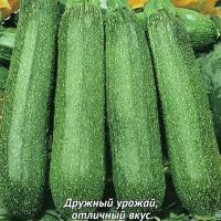 Кабачок Изумруд Кабачок Изумруд