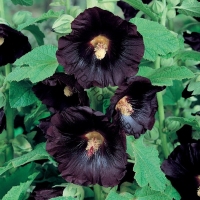 ����-���� ������