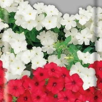 ����� ���