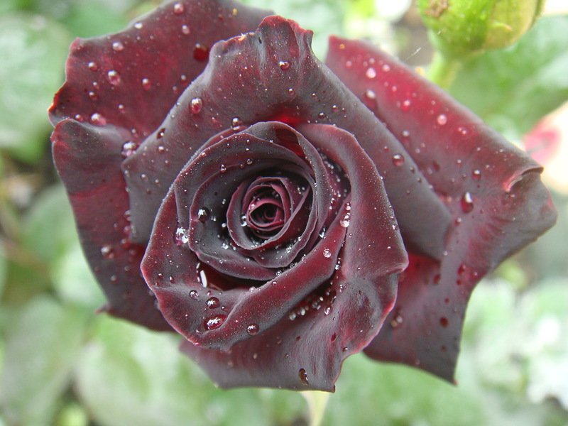 f1_7c2773cd-47ff-4562-b423-5fbd37623b2b f1_7c2773cd-47ff-4562-b423-5fbd37623b2b