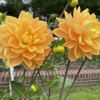 ����� ��������