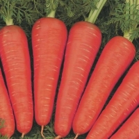 ������� ������ F1