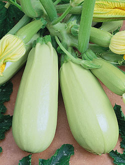 f1_4d9a905d-fe25-4358-ab0f-135f95b1b56d