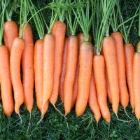 ������� ����������-6