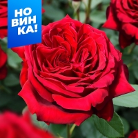 ботеро ботеро