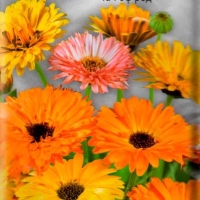 ��������� �������� ��� �� ���