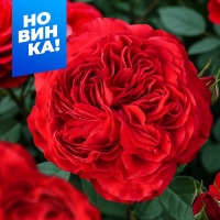 ред леонардоv ред леонардоv