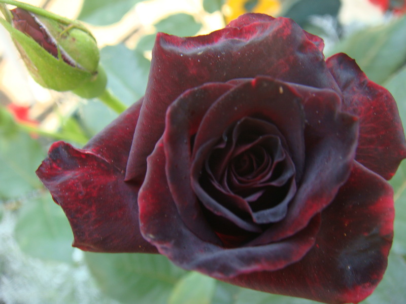 f1_c37cc333-6efa-4bf1-b7af-c33a5fa44749 f1_c37cc333-6efa-4bf1-b7af-c33a5fa44749