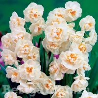 Narcissus-Bridal-Crown-visi07627