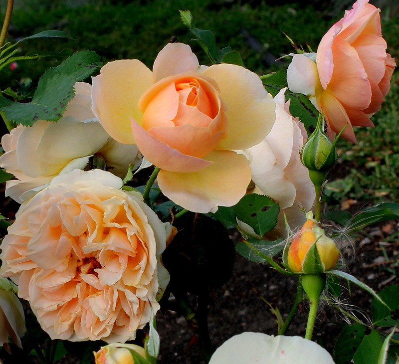 f1_93ecd179-06f7-49c5-b462-cf8a85767ef6 f1_93ecd179-06f7-49c5-b462-cf8a85767ef6