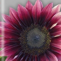 �������������������������������