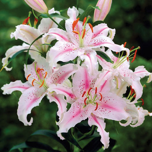 f1_8dd9be6e-9e9d-4abf-a40e-e4c446368816