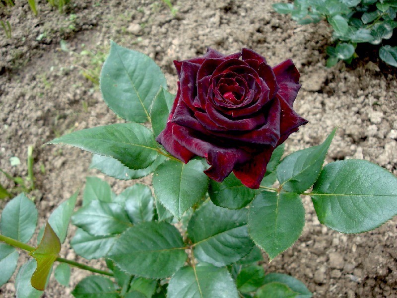 f1_c3c6c4ec-f56c-4350-ae5c-de04d8e9227b f1_c3c6c4ec-f56c-4350-ae5c-de04d8e9227b