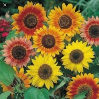 ������������ ���������� ����� �������