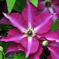 Viva-Polonia Viva-Polonia