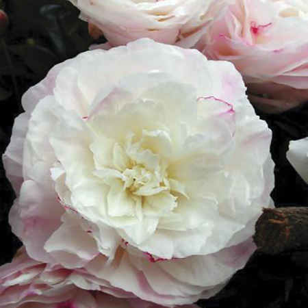 f1_a8222f5e-f450-4603-8a52-e7e39343bfef