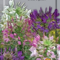 Клеома Смесь окрасок Клеома Смесь окрасок