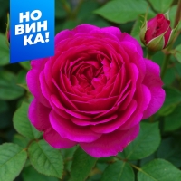 иоганн2 иоганн2