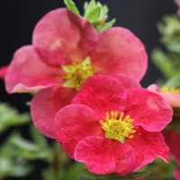 Potentilla fruticosa Danny Boy