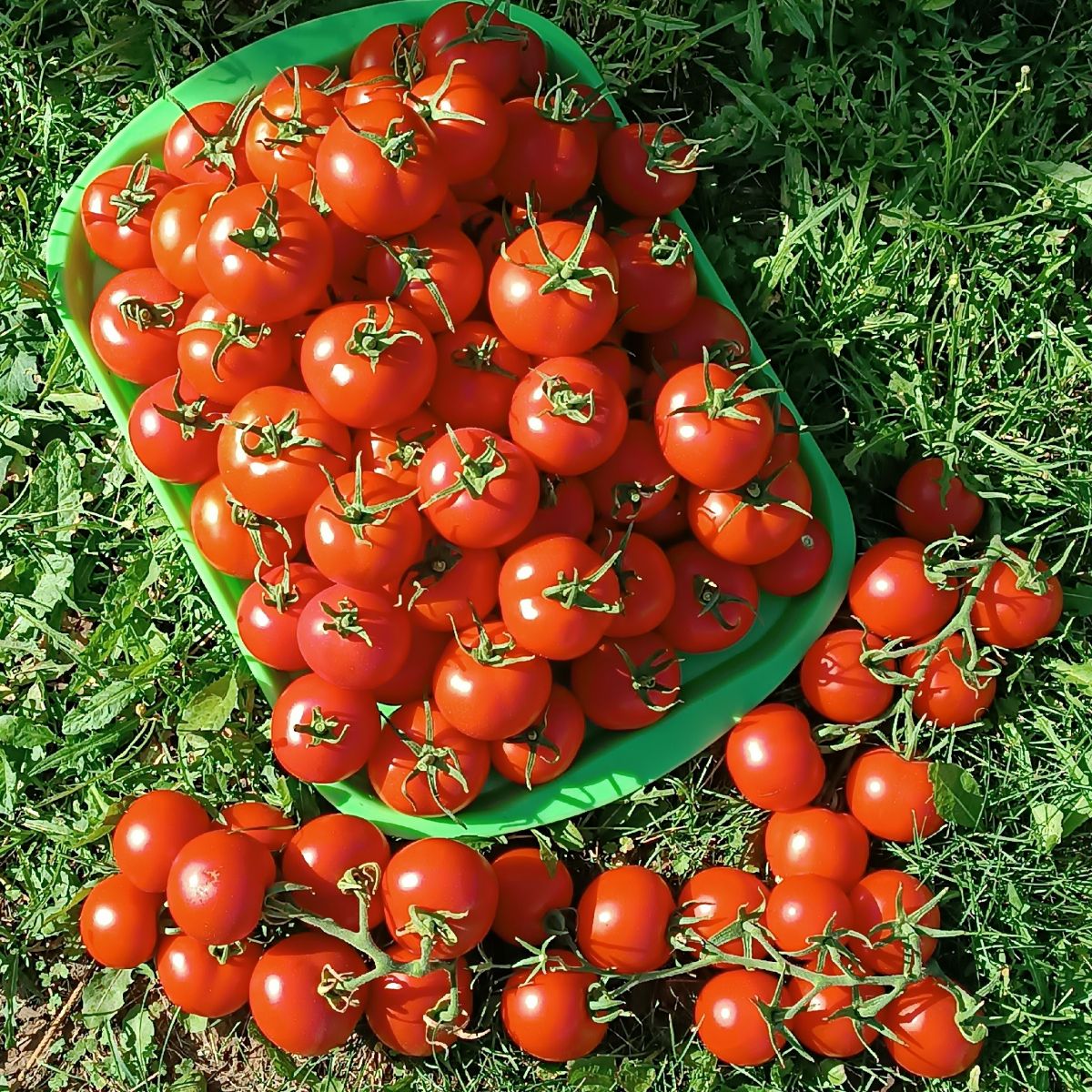 tomat-sosedskaya-zavist-f1_233101240001