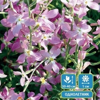 �������� �������� ������ ������