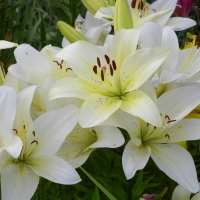 ����� �������