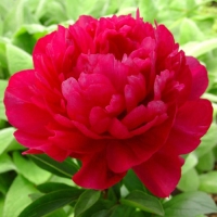 Paeonia-Kansas Paeonia-Kansas