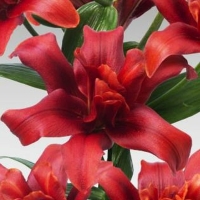 НоменклатураПрисоединенныеФайлы НоменклатураПрисоединенныеФайлы